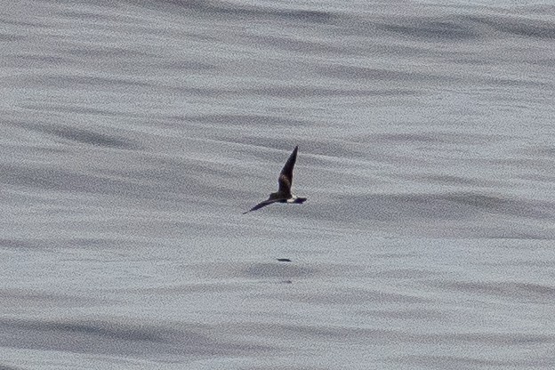 Leach's Storm-Petrel - ML644445499
