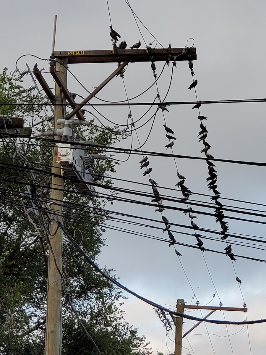 Rock Pigeon (Feral Pigeon) - ML644445500