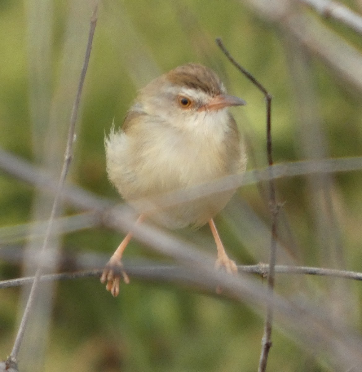 Plain Prinia - ML644445502