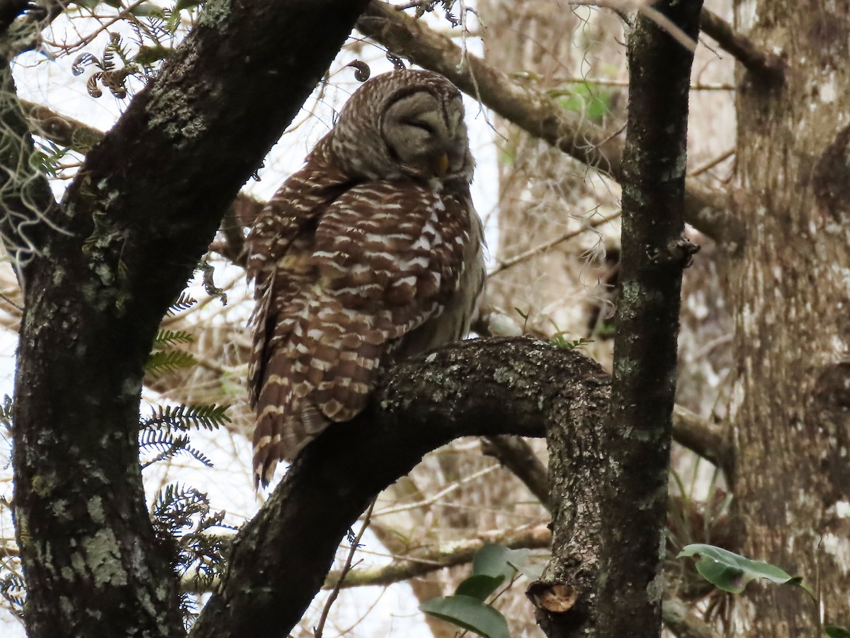 Barred Owl - ML644445505