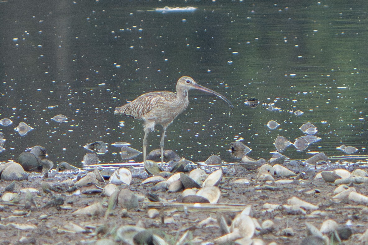 Eurasian Curlew - ML644445508