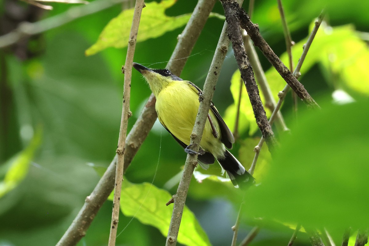 Common Tody-Flycatcher - ML644445509