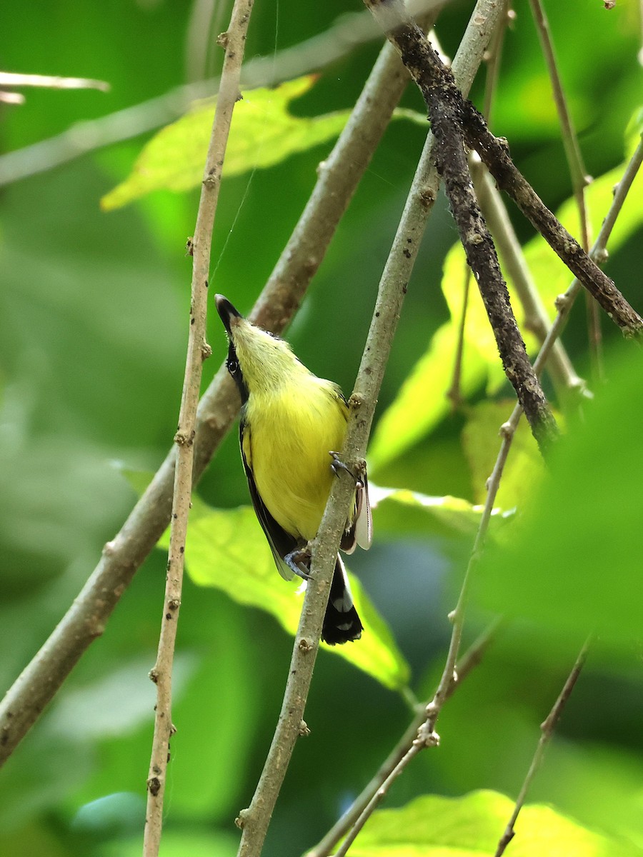 Common Tody-Flycatcher - ML644445510