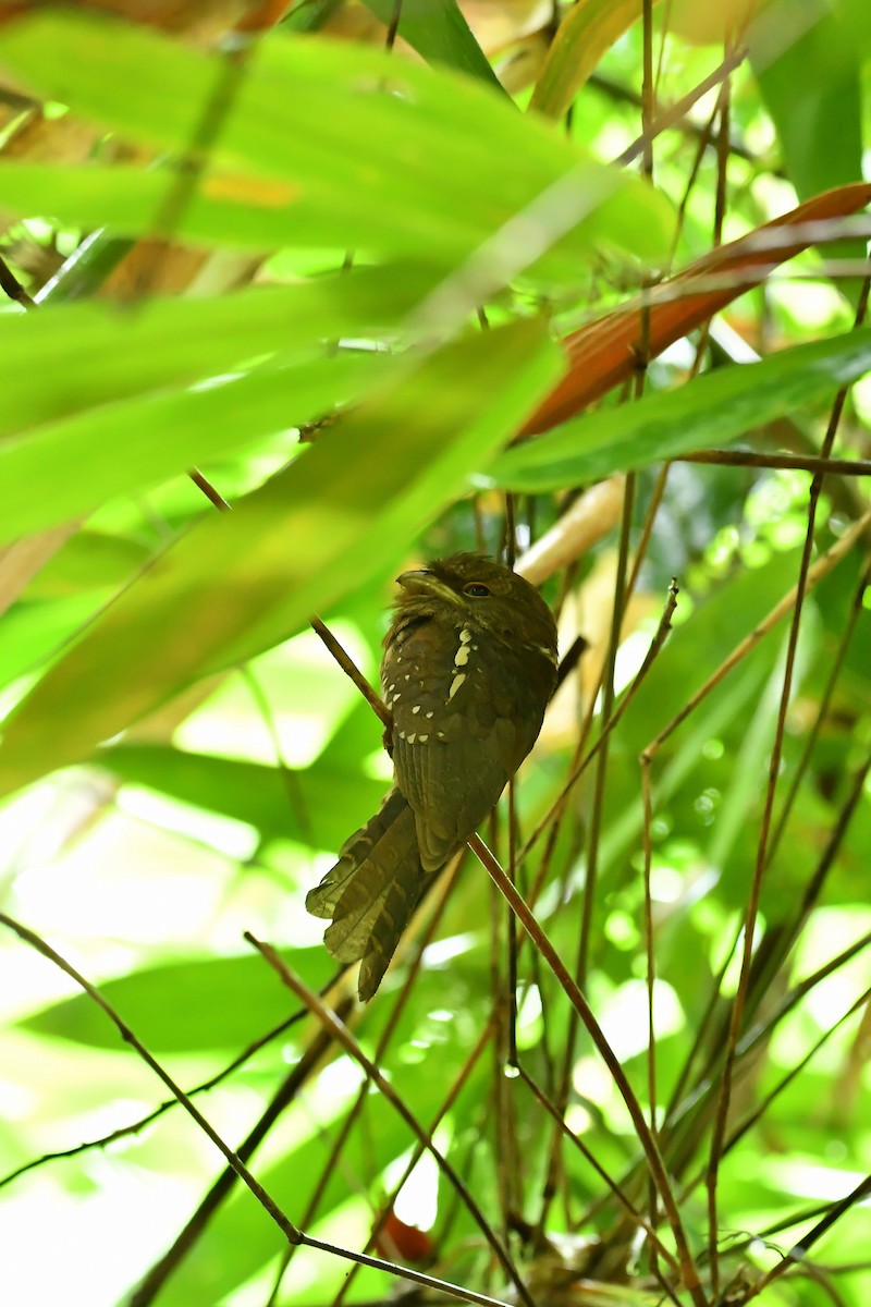 Gould's Frogmouth - ML644445514