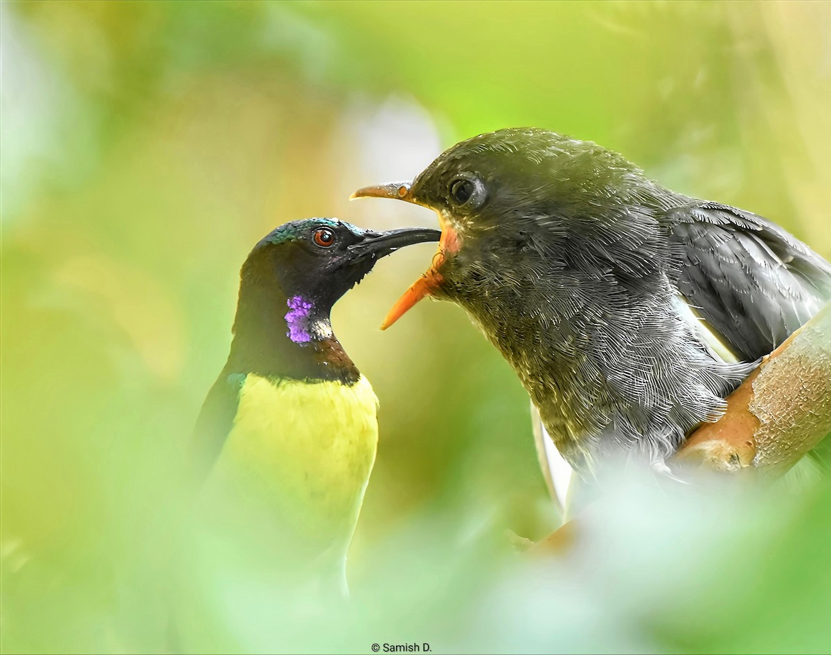 Gray-bellied Cuckoo - ML644445516