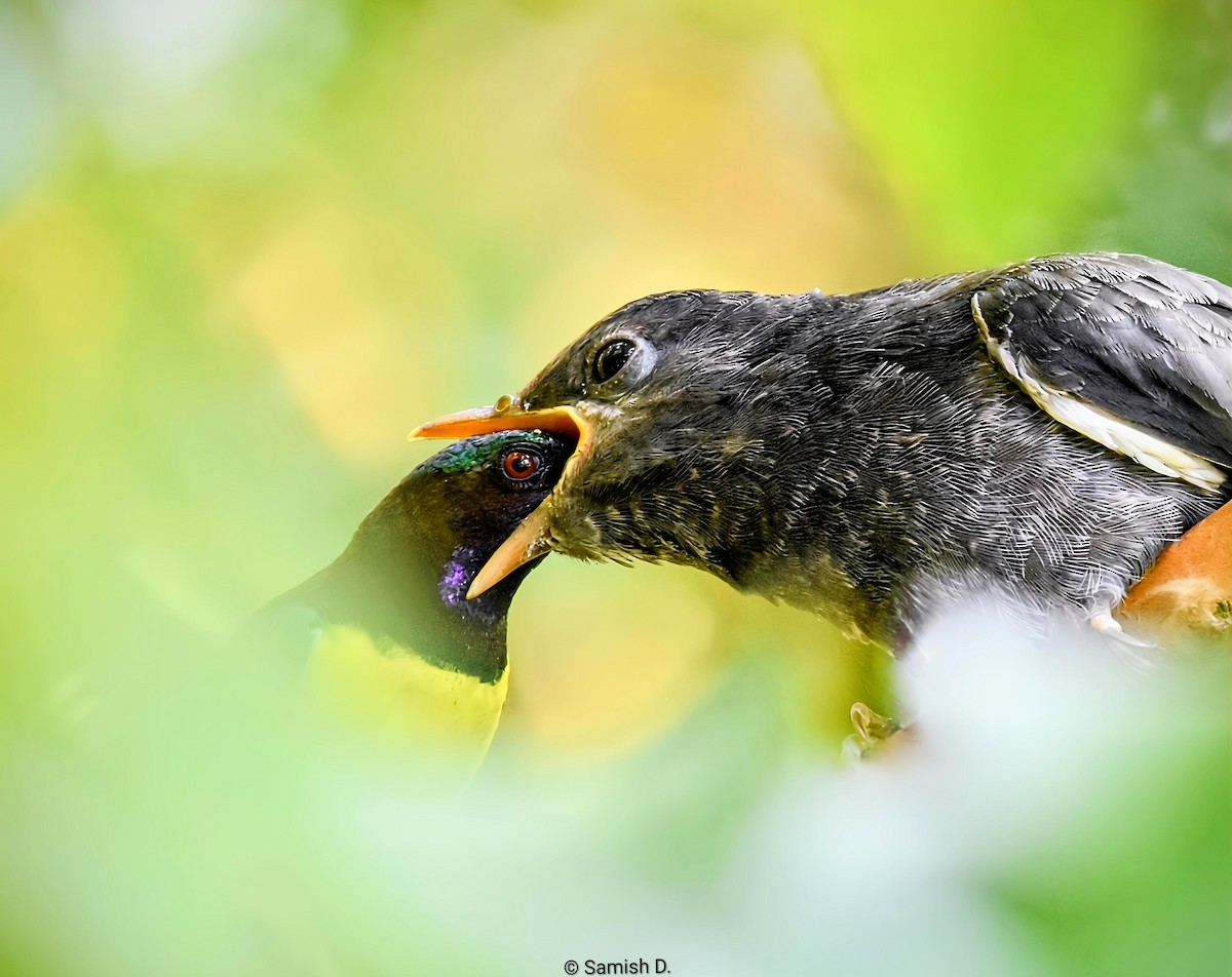 Gray-bellied Cuckoo - ML644445517