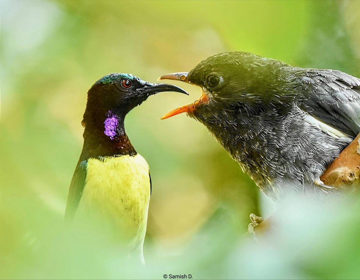 Gray-bellied Cuckoo - ML644445518