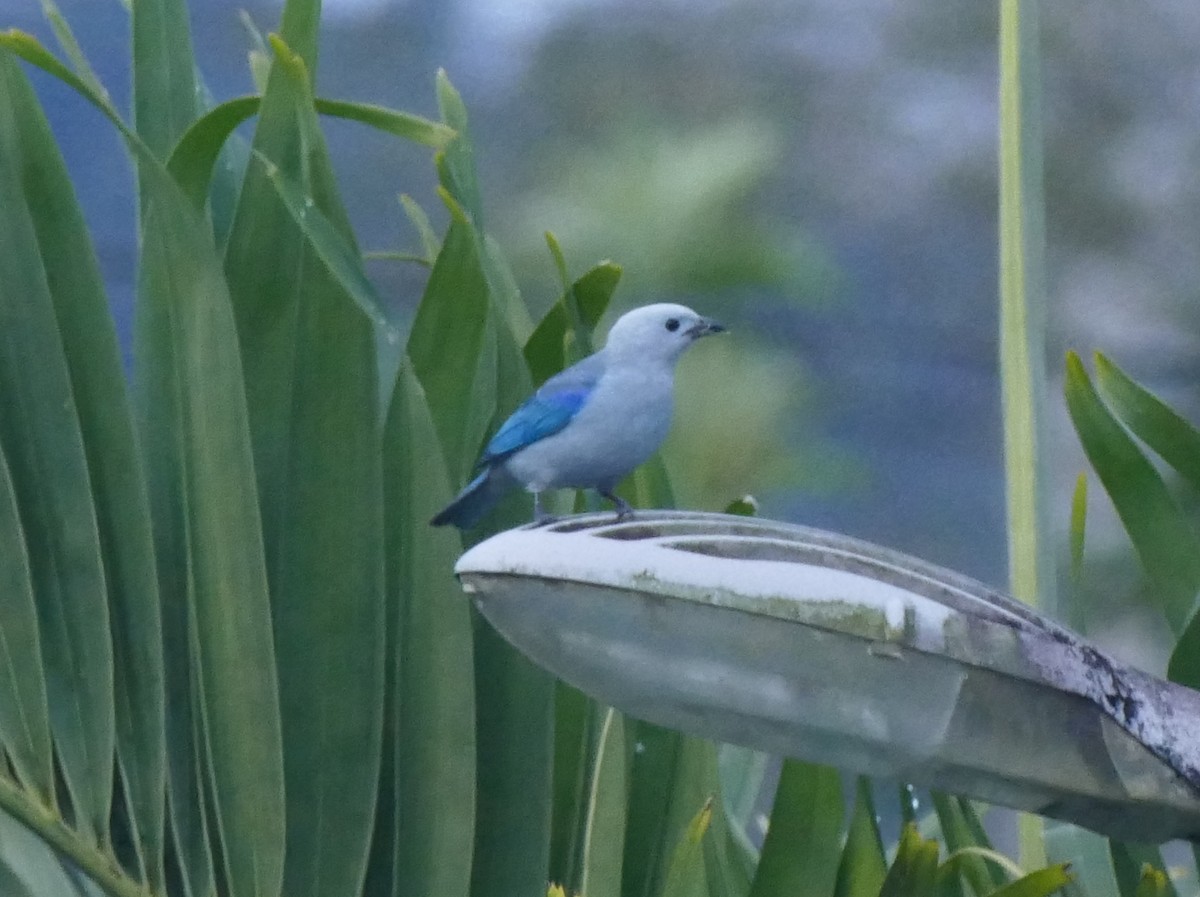 Blue-gray Tanager - ML644445526