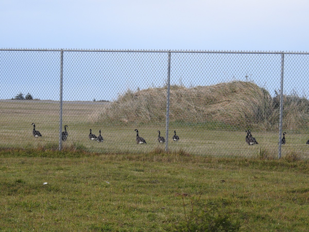 Branta kanadar handia (occidentalis/fulva) - ML644445534