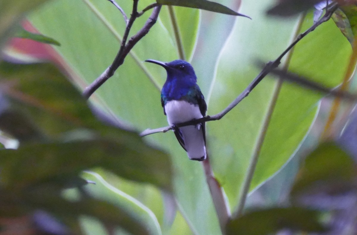 kolibřík bělokrký - ML644445538