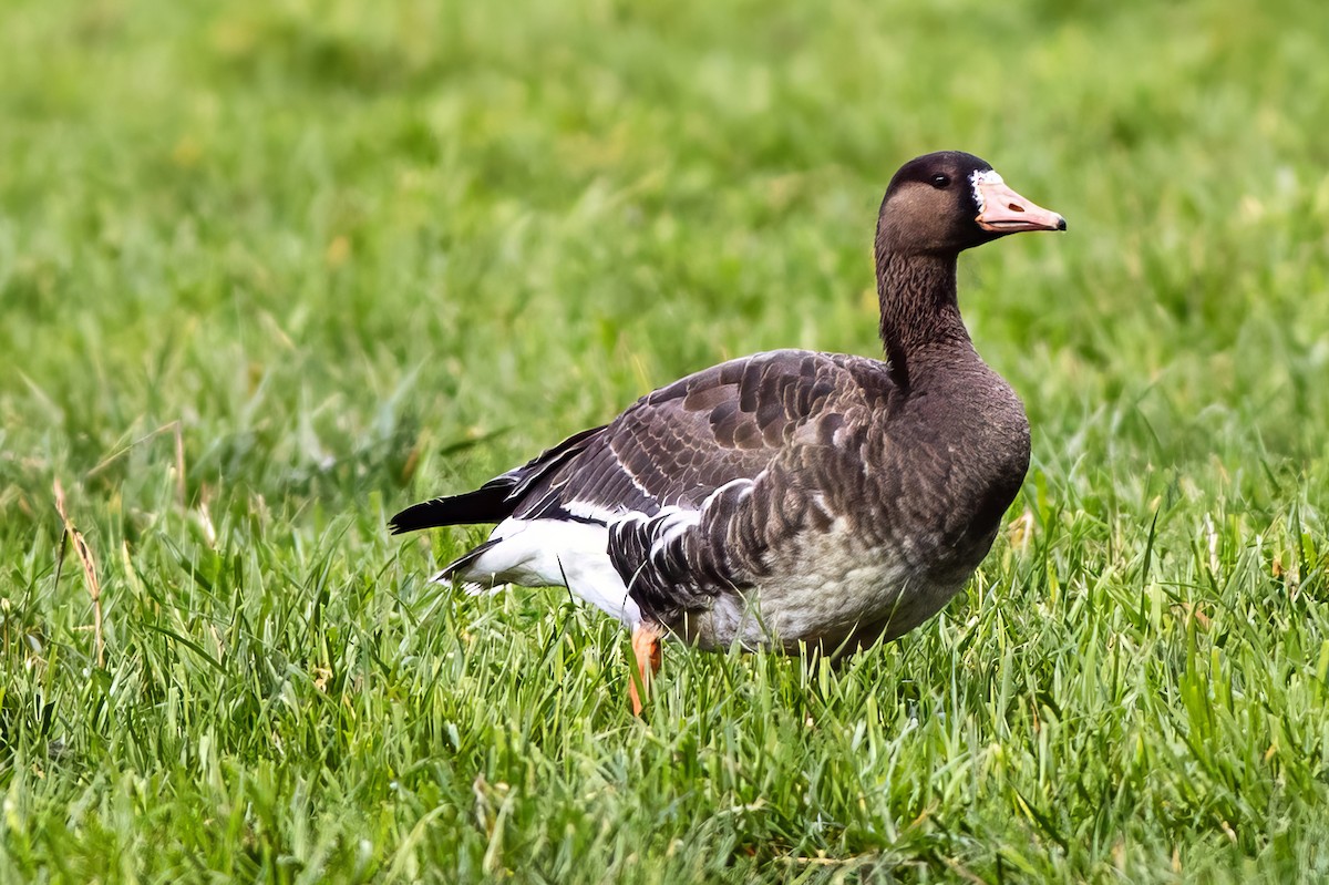 Greater White-fronted Goose (Tule) - ML644445546