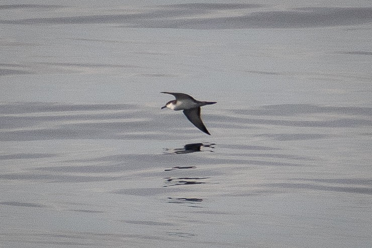 Буллеров буревестник - ML644445550