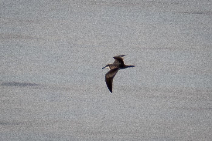 Буллеров буревестник - ML644445551