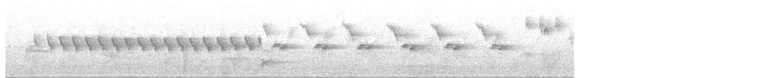 Тасманийская кустовка - ML644445552