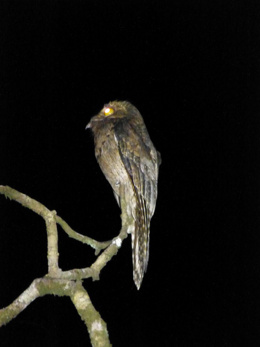 Common Potoo - ML644445553