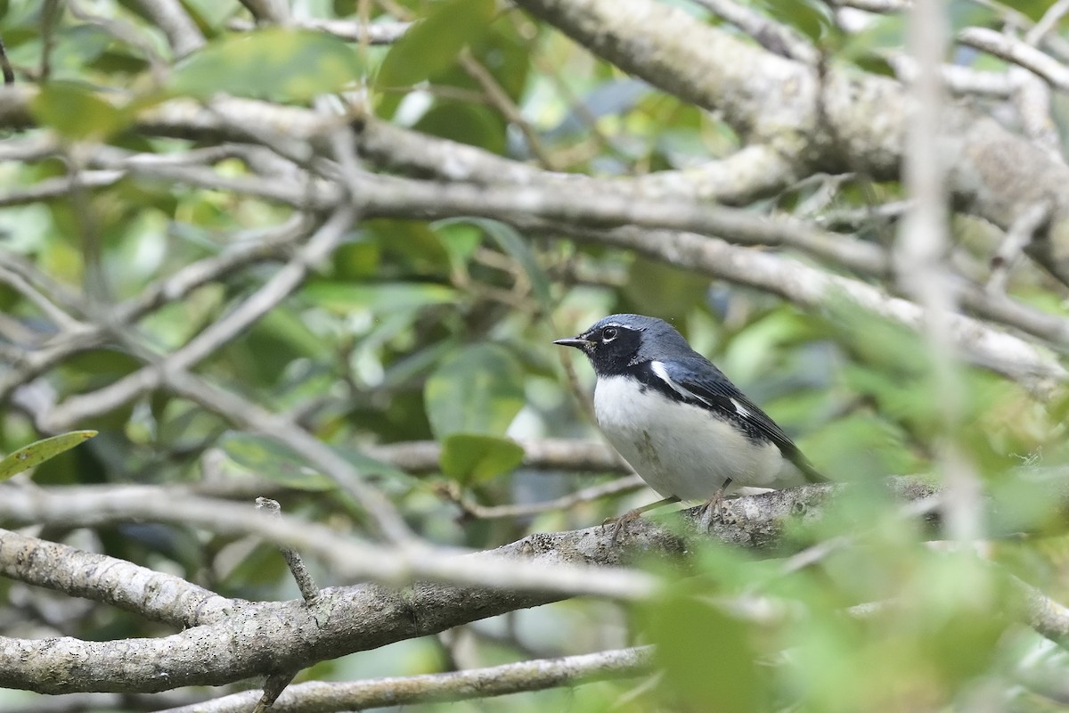 lesňáček modrohřbetý - ML644445554