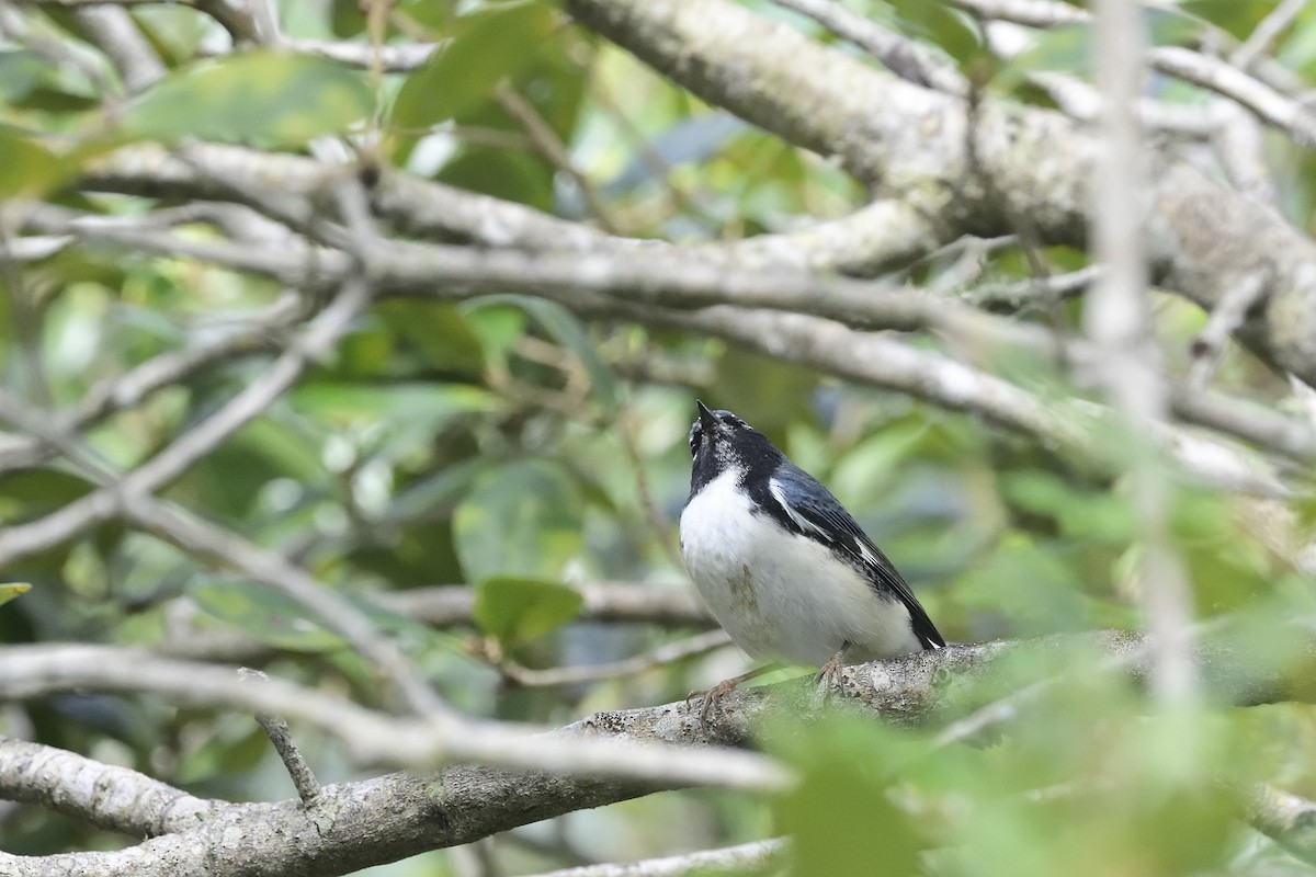 lesňáček modrohřbetý - ML644445555