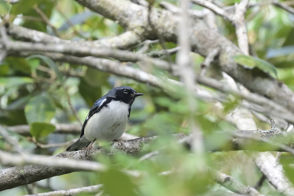 lesňáček modrohřbetý - ML644445556