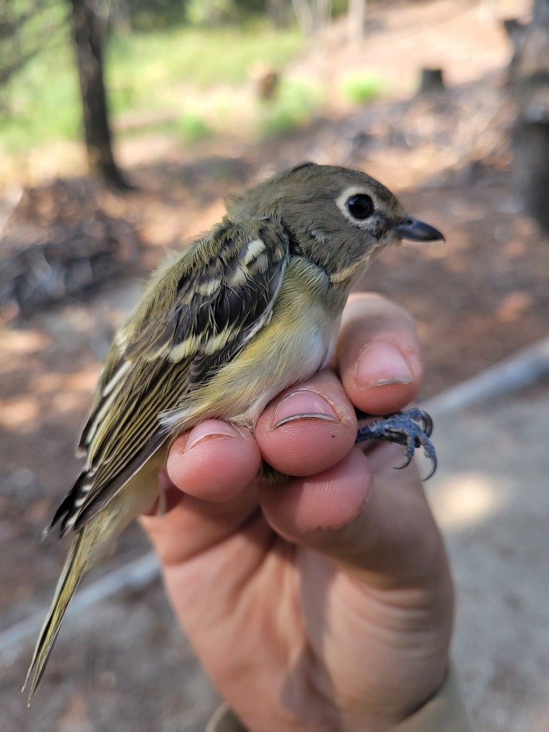 Cassin's Vireo - ML644445577