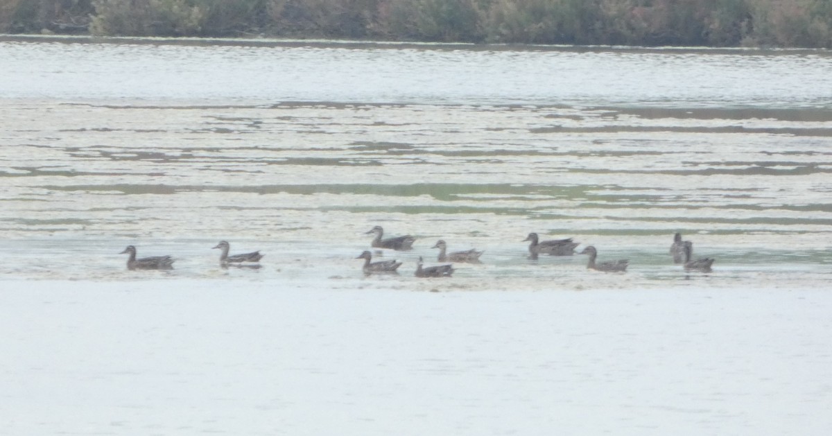 Цагаан хөмсөгт нугас - ML644445579