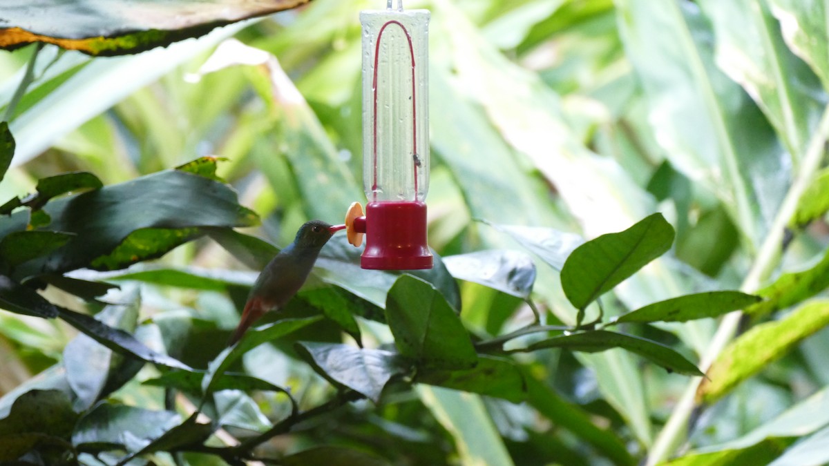 Rufous-tailed Hummingbird - ML644445581