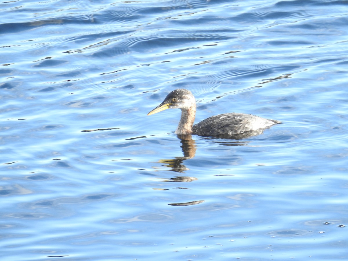 Somormujo Cuellirrojo - ML644445585