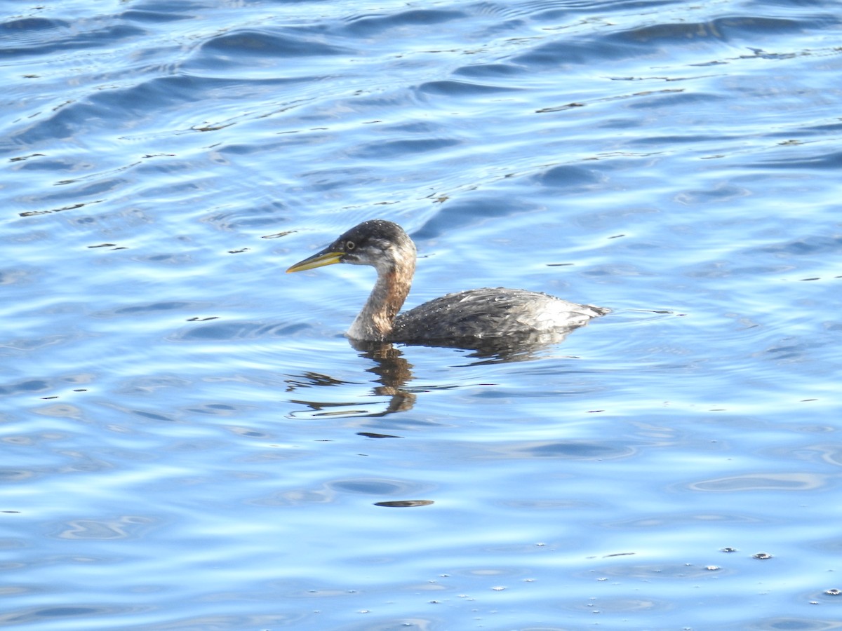 Somormujo Cuellirrojo - ML644445588