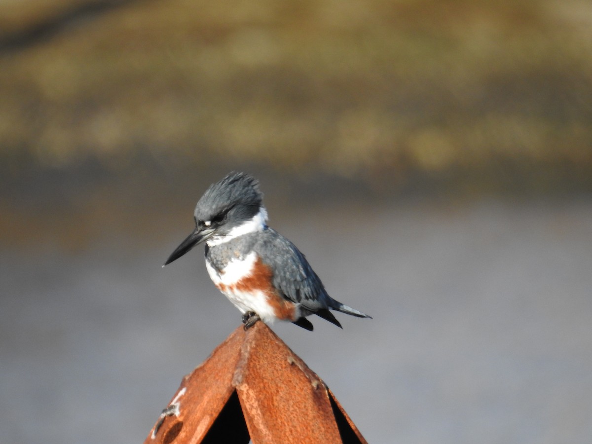 Belted Kingfisher - ML644445592