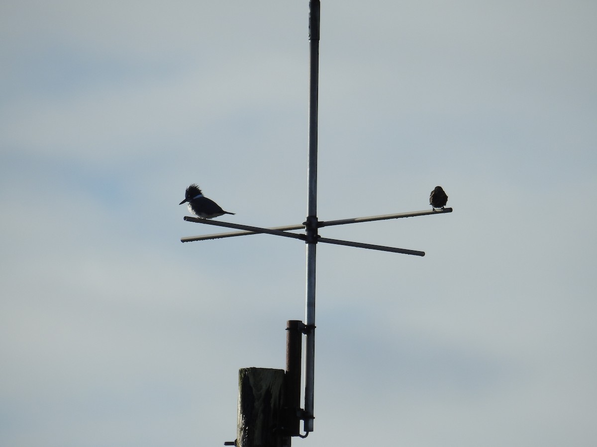 Belted Kingfisher - ML644445597