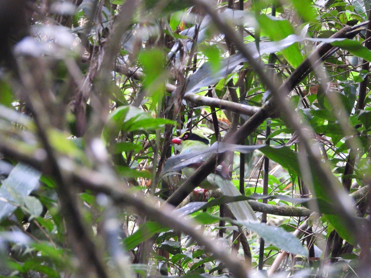 Common Green-Magpie - ML644445600