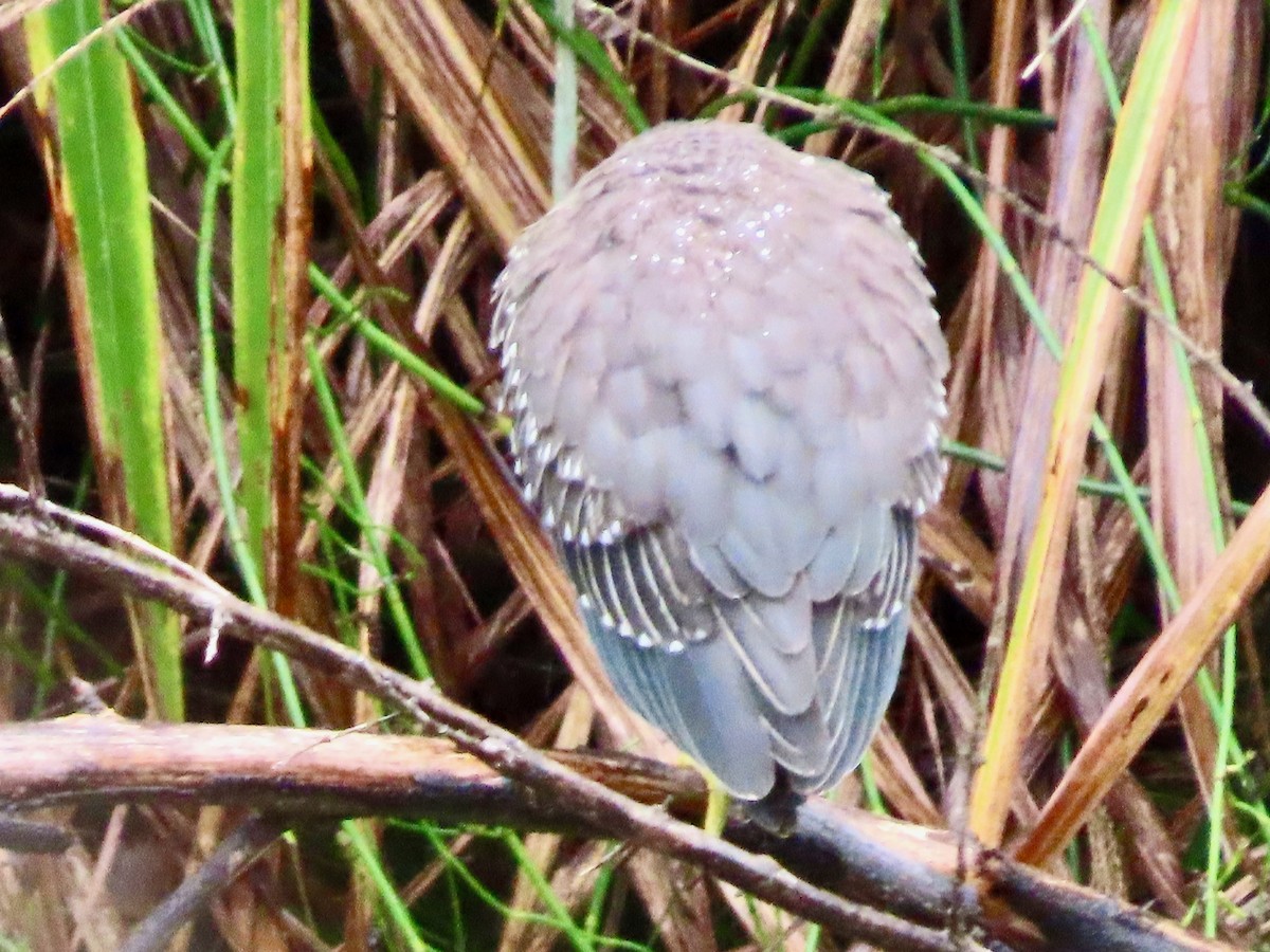 Little Heron (Asian) - ML644445616