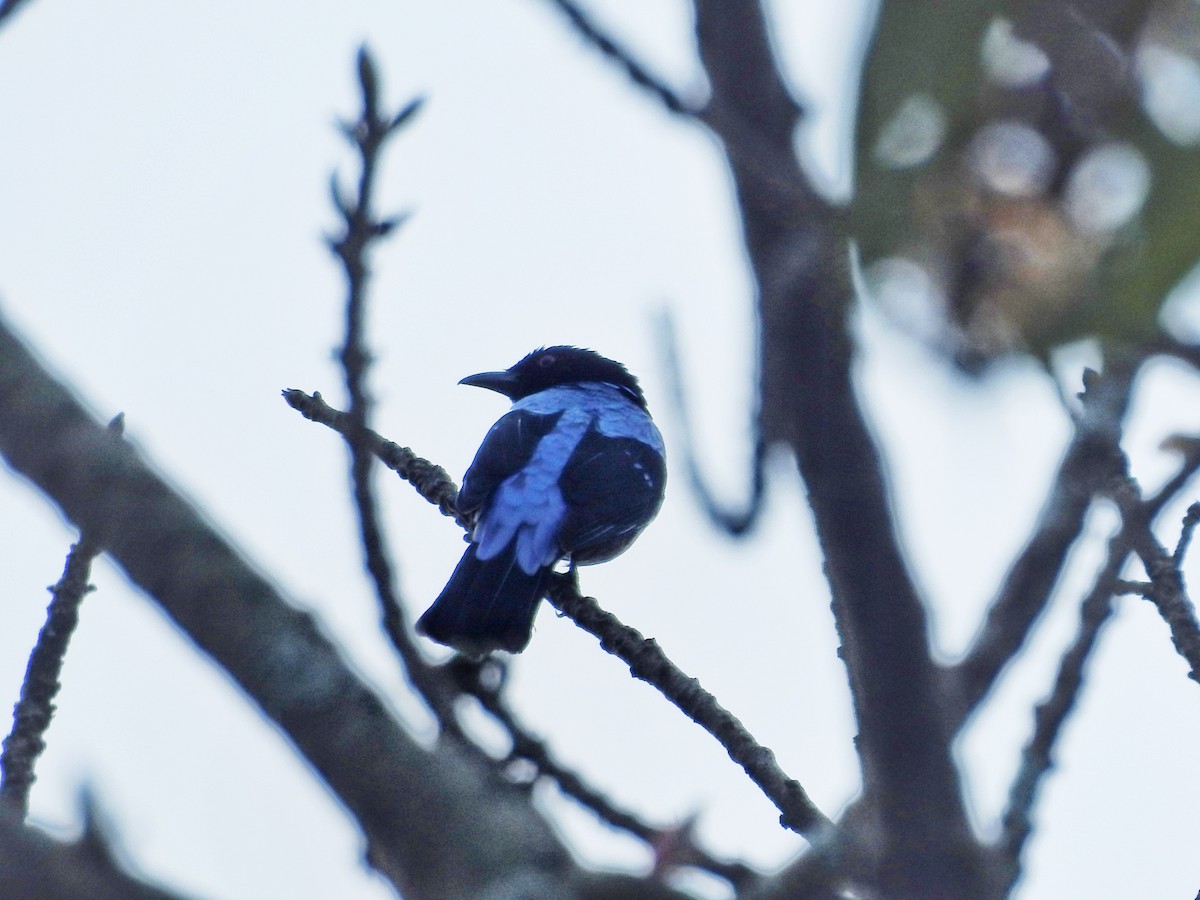 Asian Fairy-bluebird - ML644445618