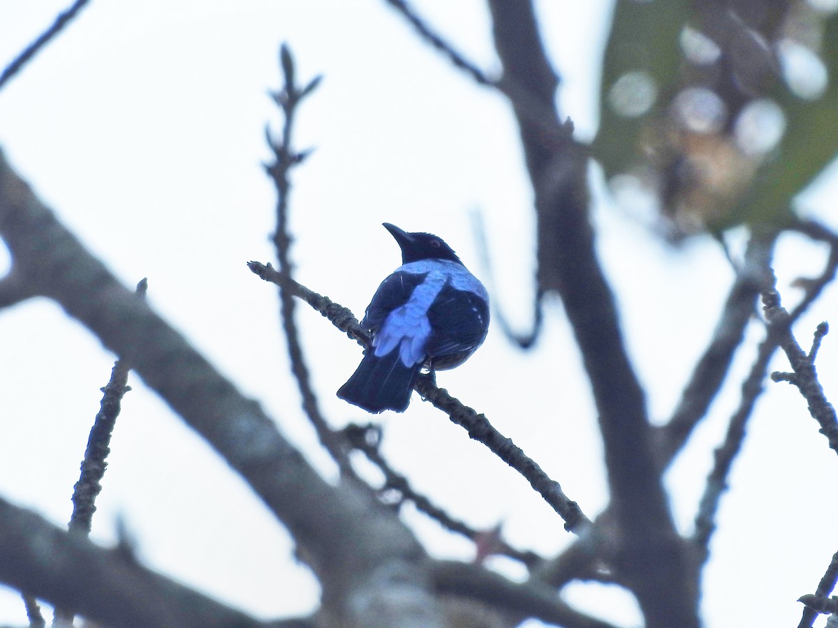 Asian Fairy-bluebird - ML644445619