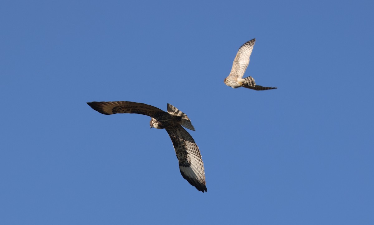 Red-tailed Hawk - ML644445628