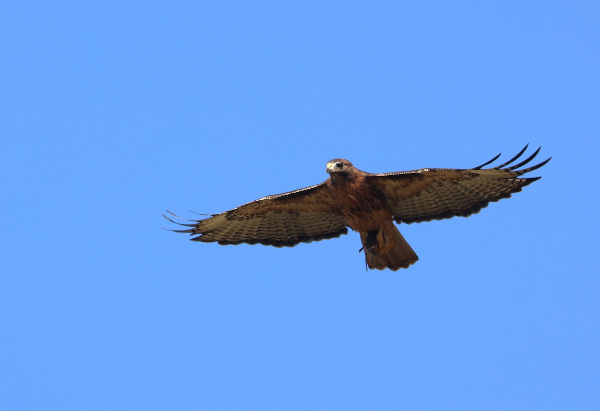 Red-tailed Hawk - ML644445629