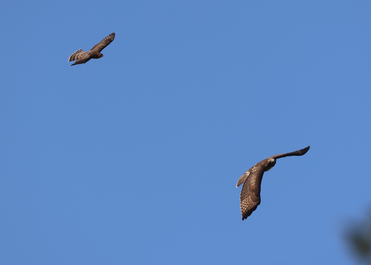 Red-tailed Hawk - ML644445630