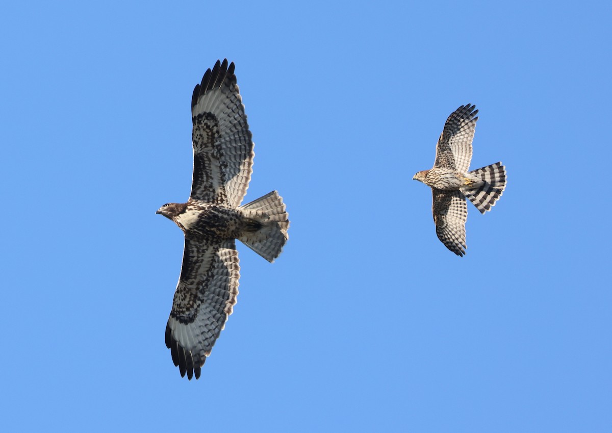 Red-tailed Hawk - ML644445631