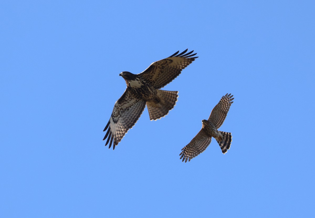 Red-tailed Hawk - ML644445632
