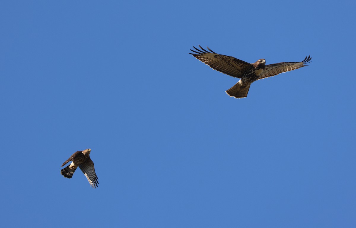 Red-tailed Hawk - ML644445633