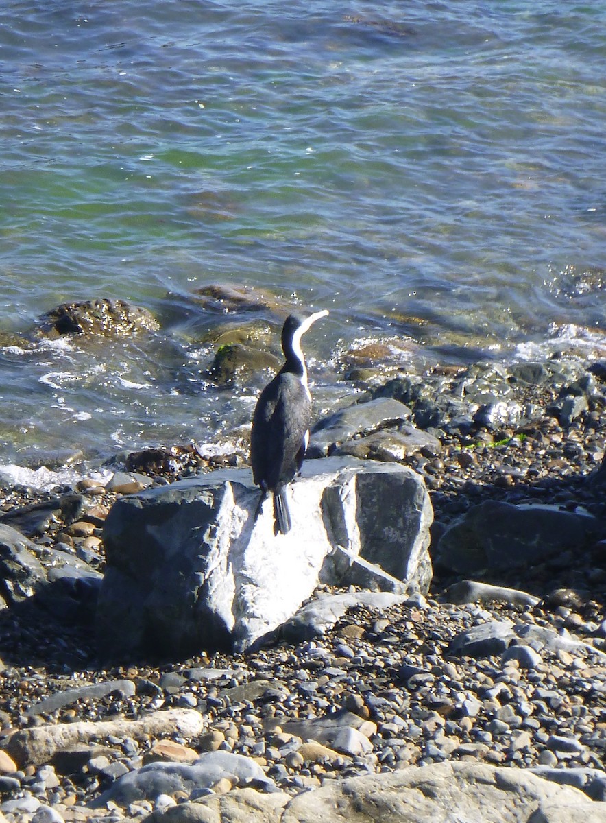 Pied Cormorant - ML644445641