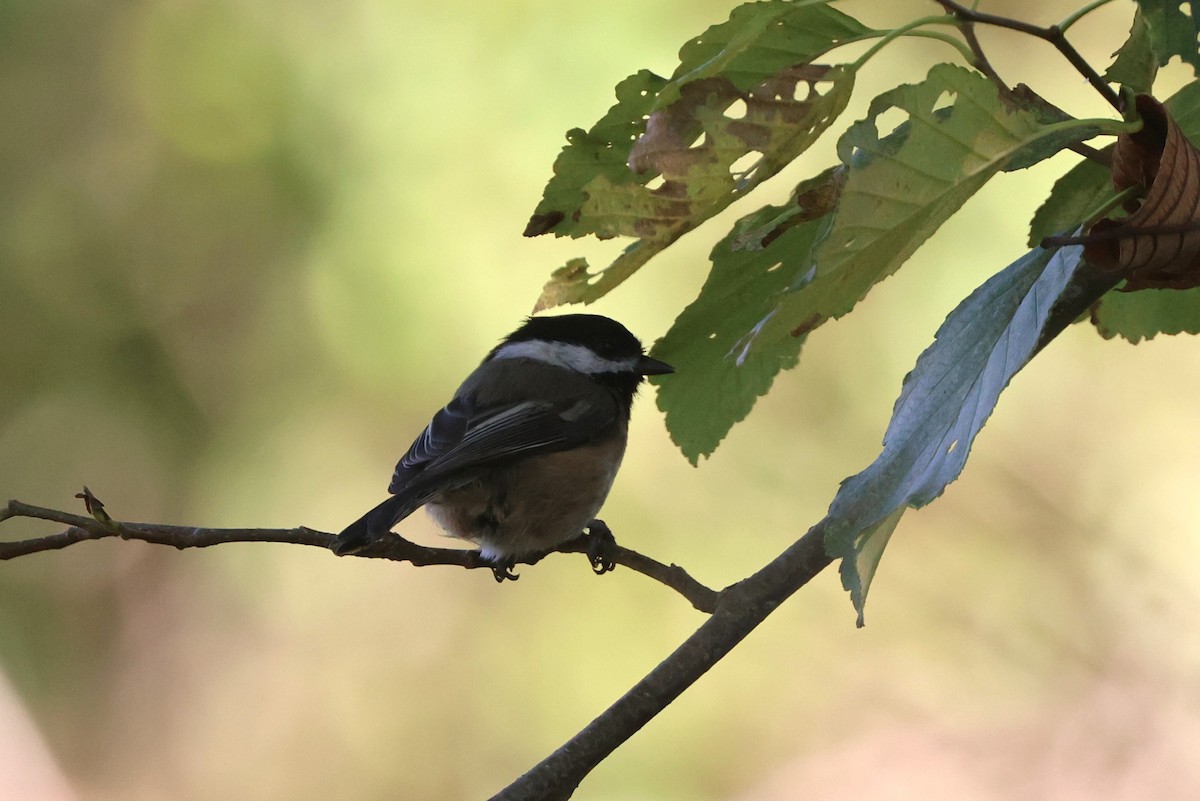 Black-capped Chickadee - ML644445645