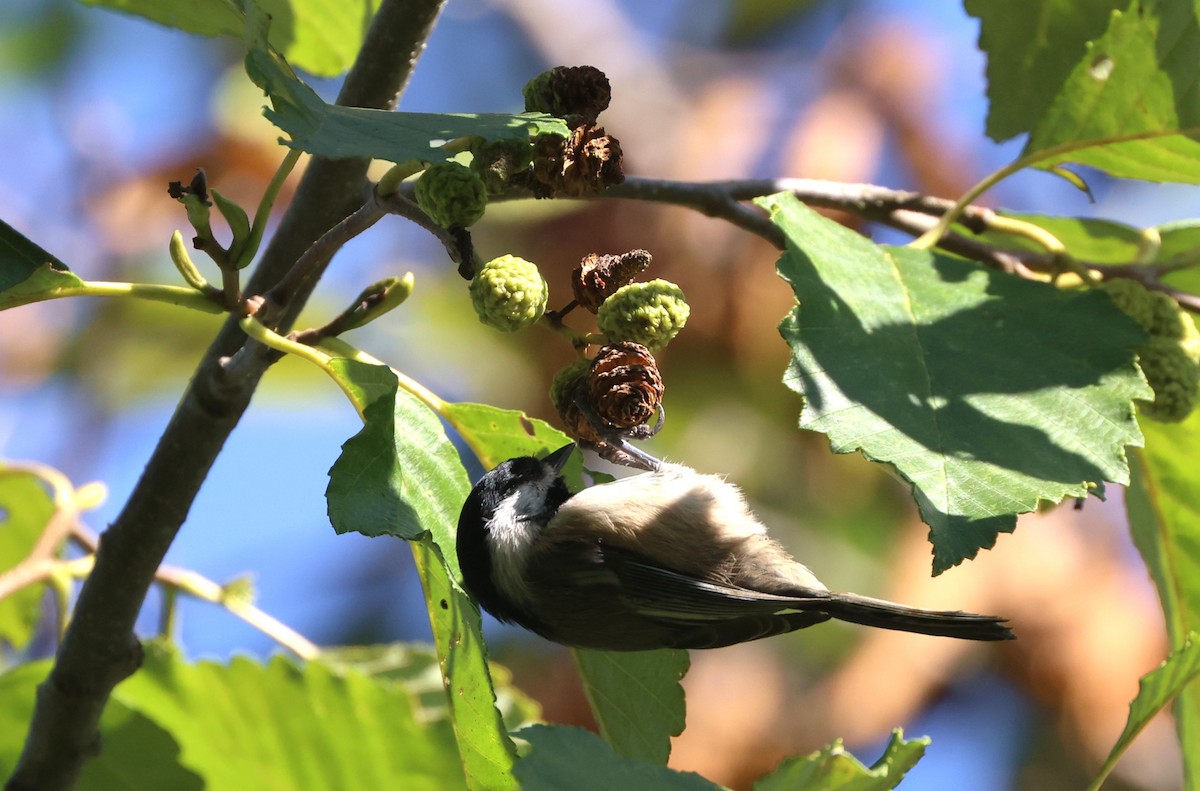 Black-capped Chickadee - ML644445646