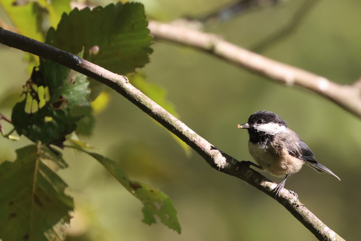 Black-capped Chickadee - ML644445647