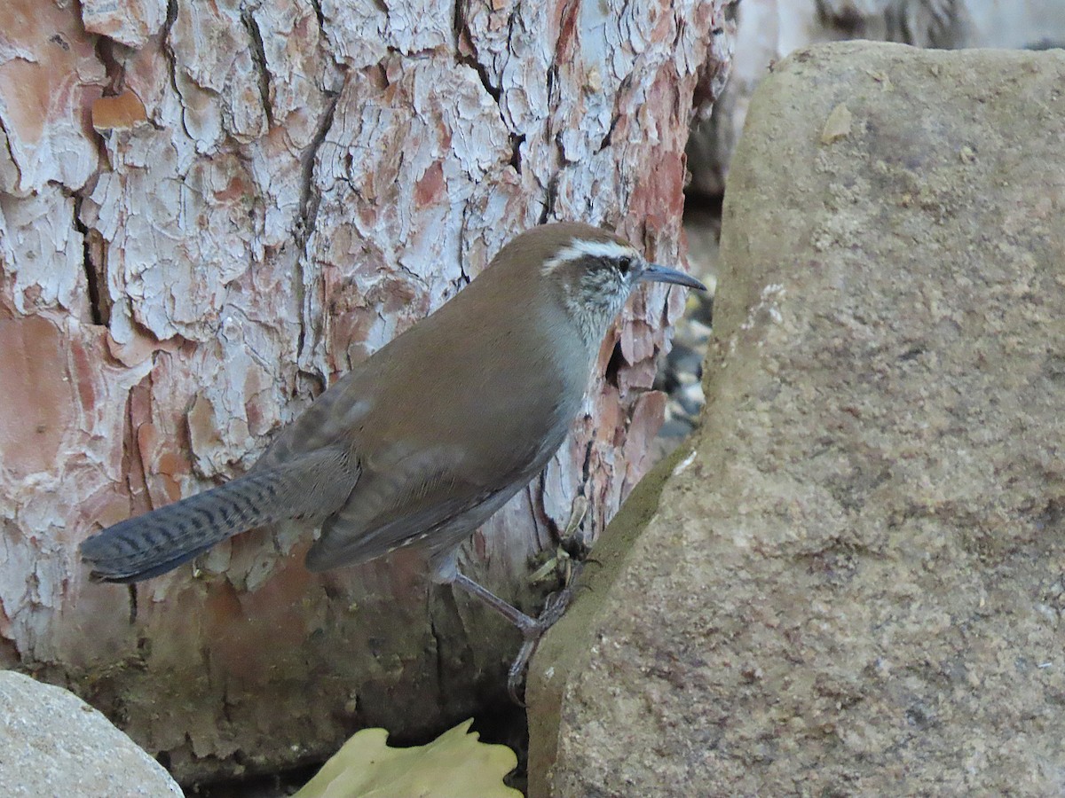Troglodyte de Bewick - ML644445658