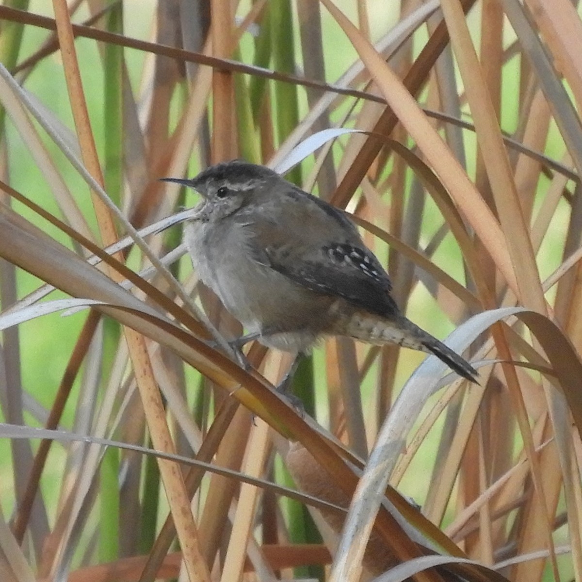 Marsh Wren - ML644445674
