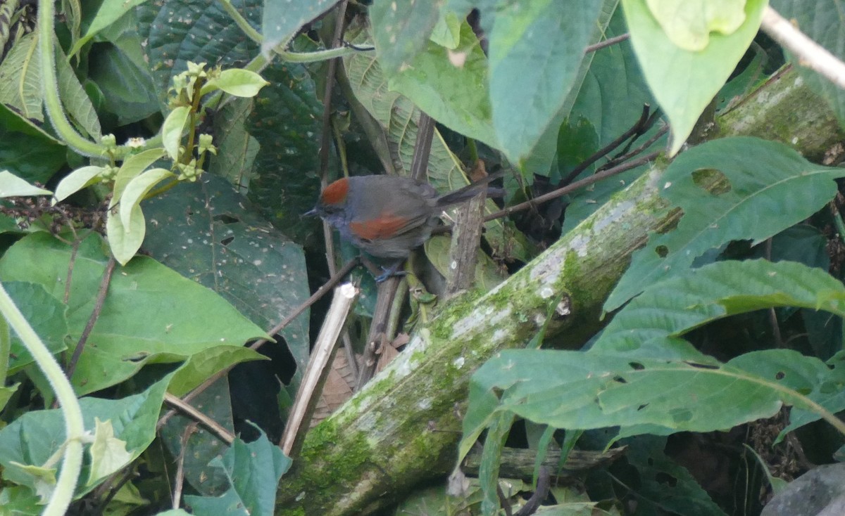 Slaty Spinetail - ML644445675