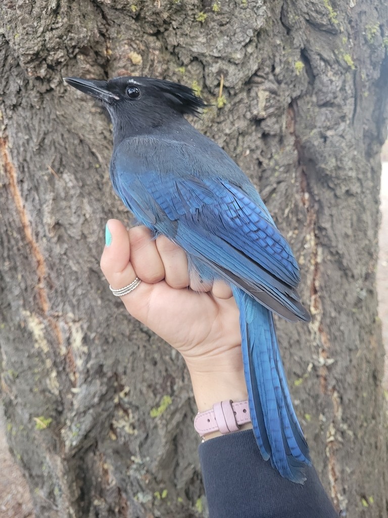 Steller's Jay - ML644445676