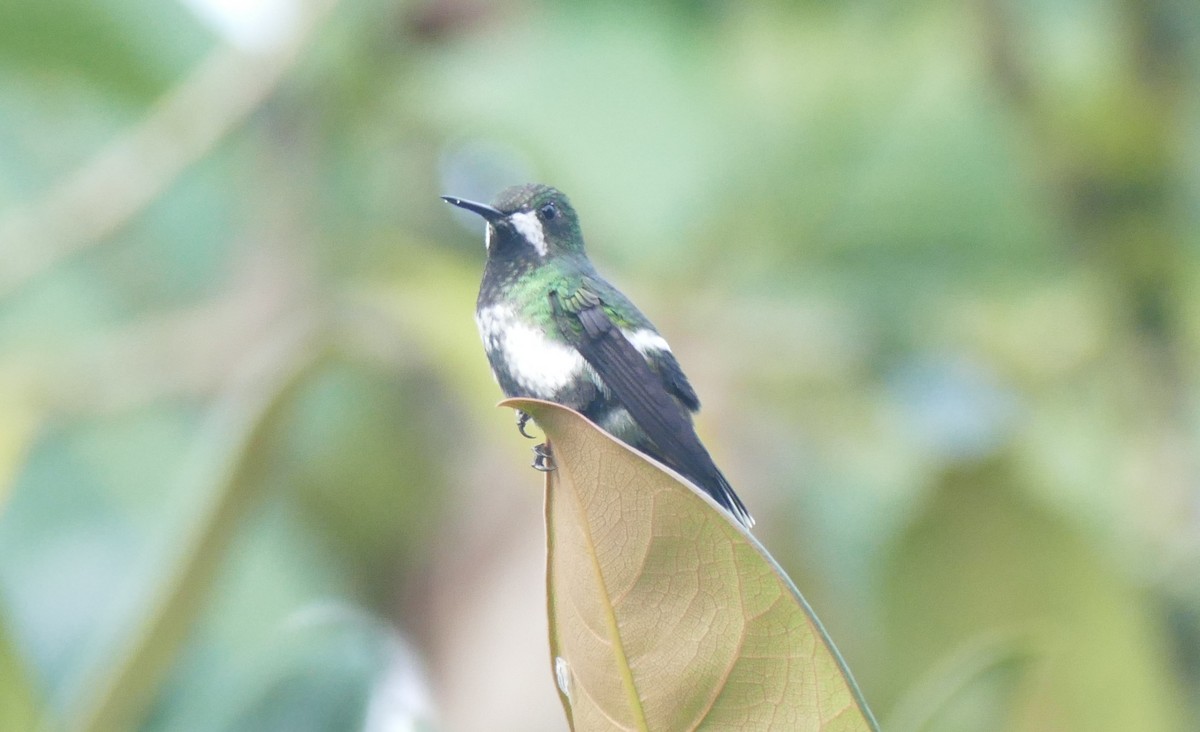 Green Thorntail - ML644445689