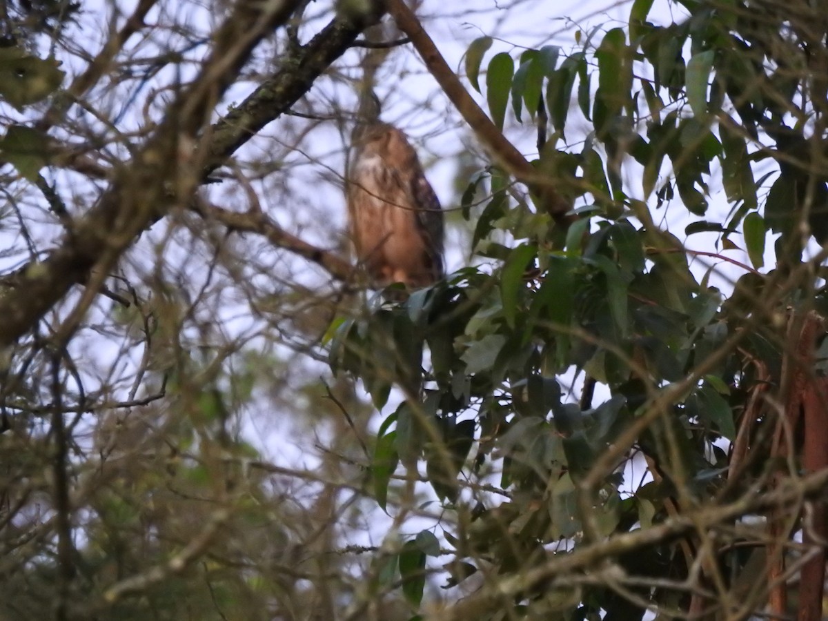 Rock Eagle-Owl - ML644445693