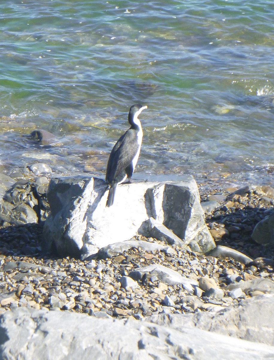 Pied Cormorant - ML644445694